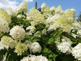 thumb IMG 20180718 161501